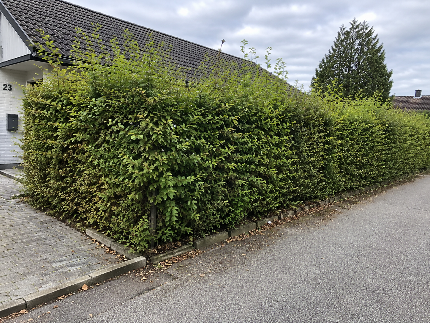 Före-bild av häck innan klippning